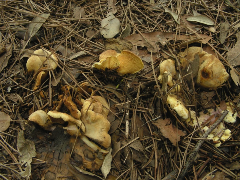 Escursione al parco dei cedri